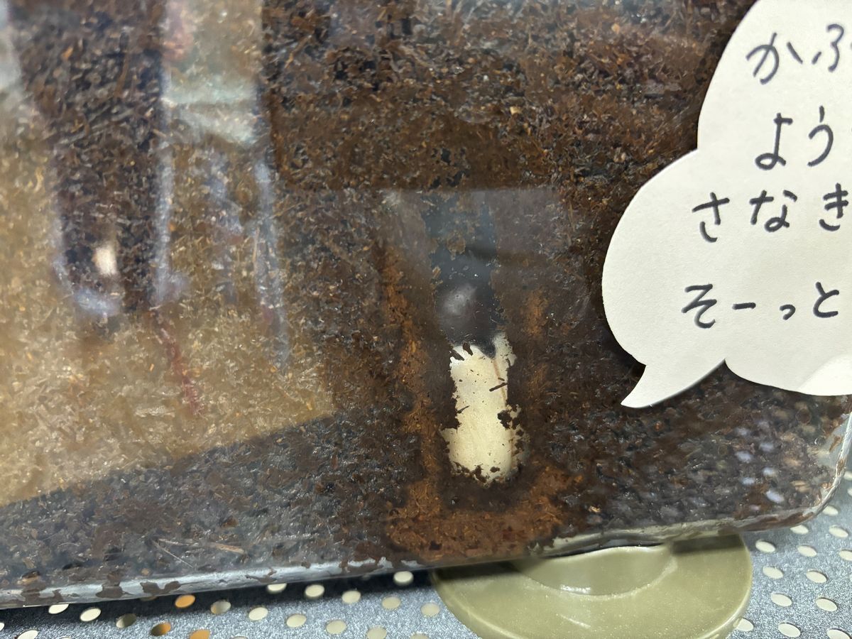かぶとむし1 かぶとむし1