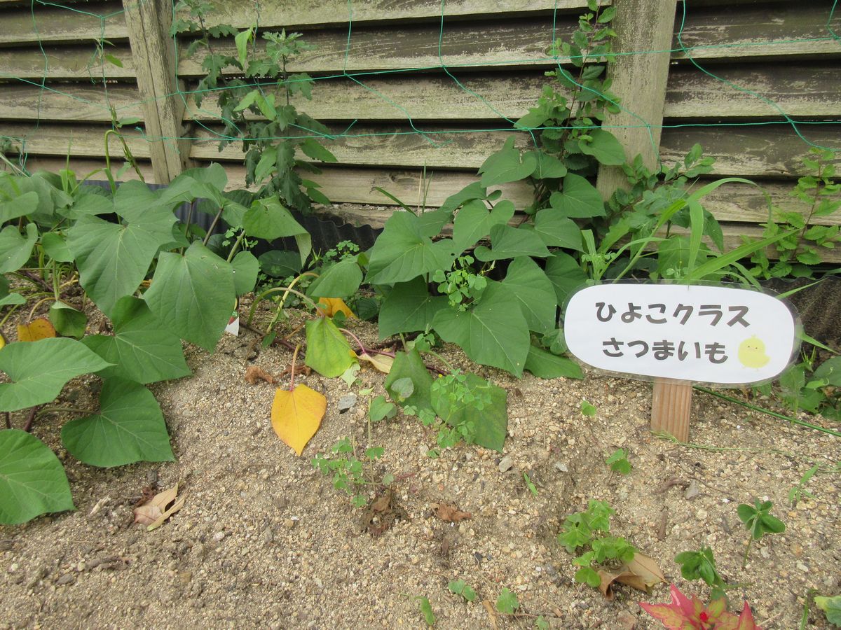 花壇サツマイモ