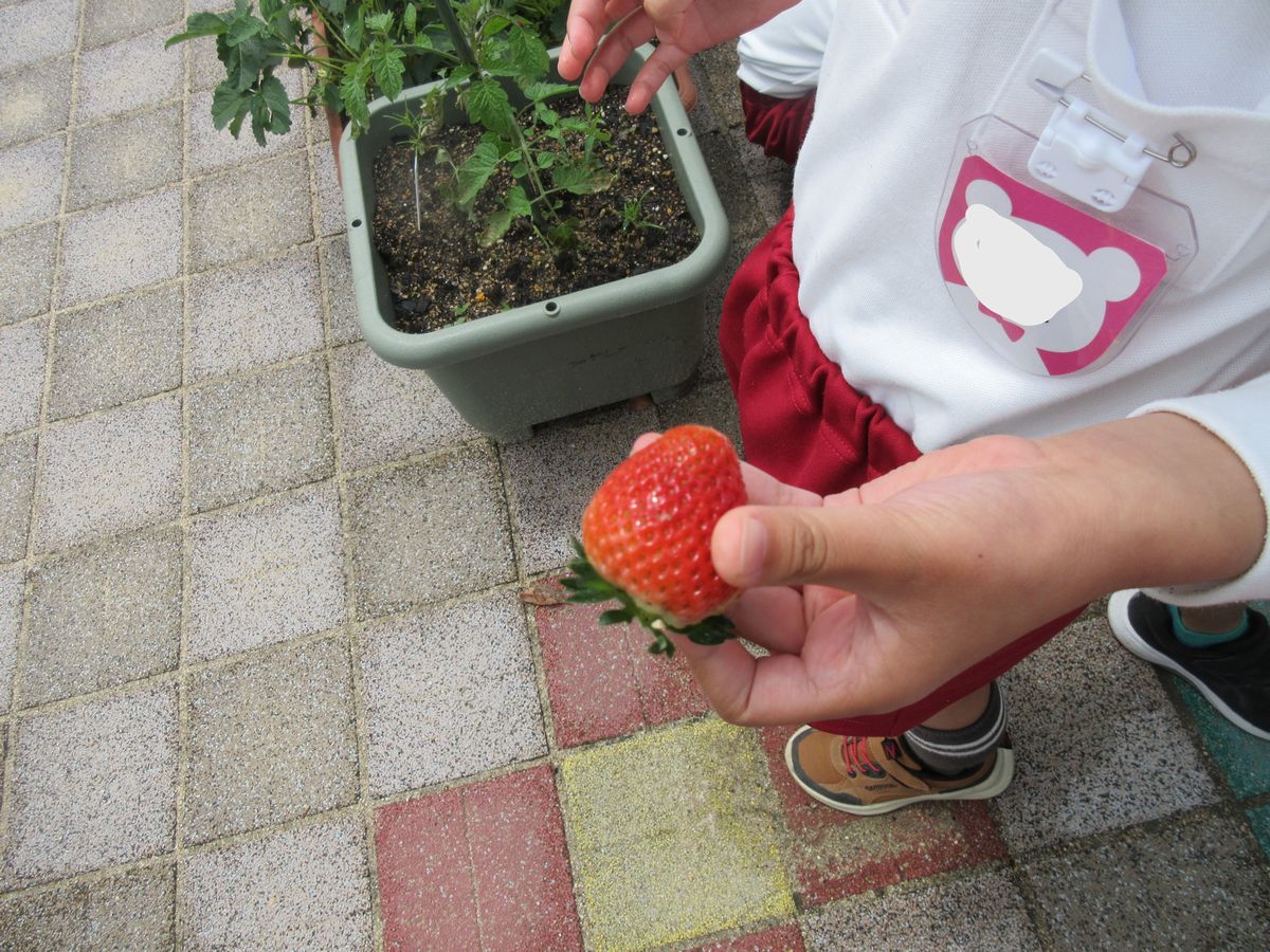 ５歳イチゴ狩り (1)