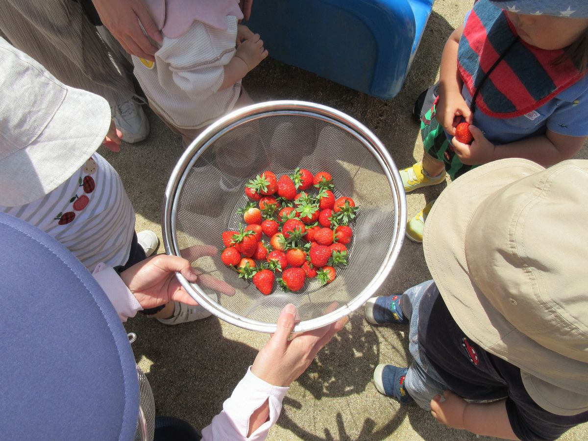 １．ひよこイチゴ 狩り(4)